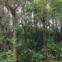 蓝花楹13-16公分