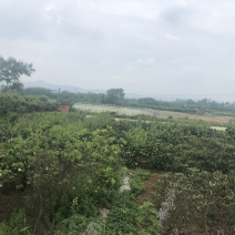 鱼塘，果园出租