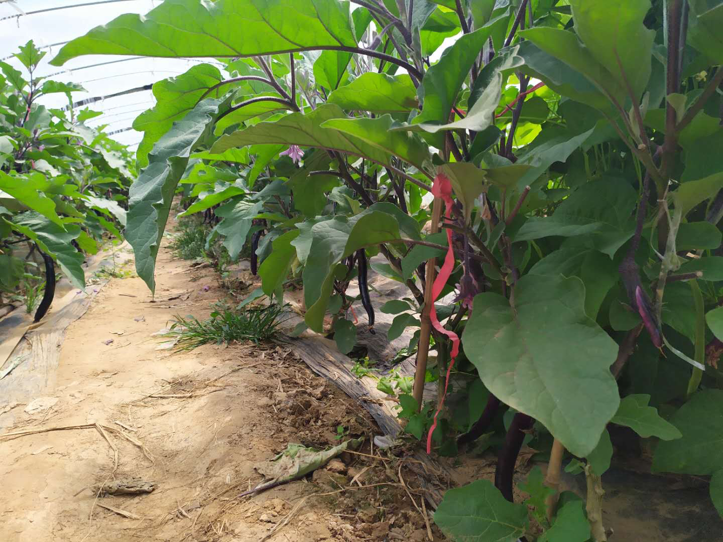 一片整齐种植的紫皮线茄田地,植株健壮,叶片浓绿,枝条上挂满笔直修长、颜色深紫的成熟果实,阳光照射下表皮泛着光泽,背景可见农户正在采收,体现规模化种植场景 紫皮线茄田间生长实景图