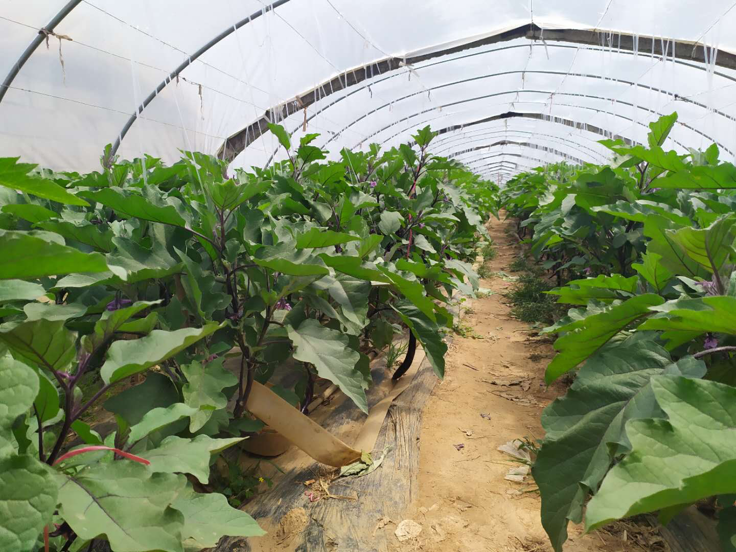 衣茄种植基地实景图