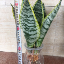 矮金边虎皮兰，白玉虎皮兰，混搭