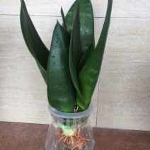 金丝黑砖虎皮兰，水培玻璃材质