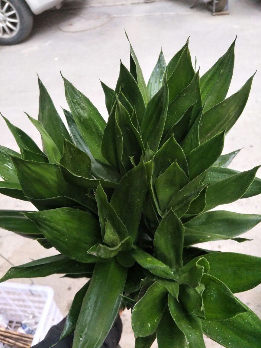 [观音竹批发]海口基地观音竹,【莲花竹】批发花瓶批发(泰博)价格1.