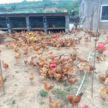 土鸡蛋食用50g以下
