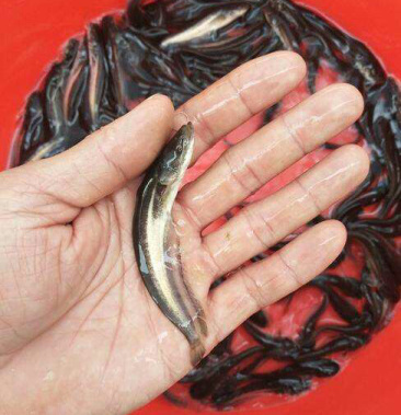 [大口鲶苗批发]大口鲶鱼苗 鲶鱼苗 南方大口鲶六须鲶胡子鲶淡水活体鱼