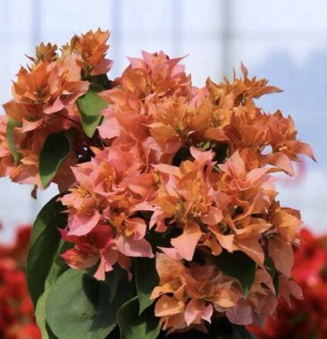 [三角梅批发]重瓣橙价格4.00元/棵 - 一亩田