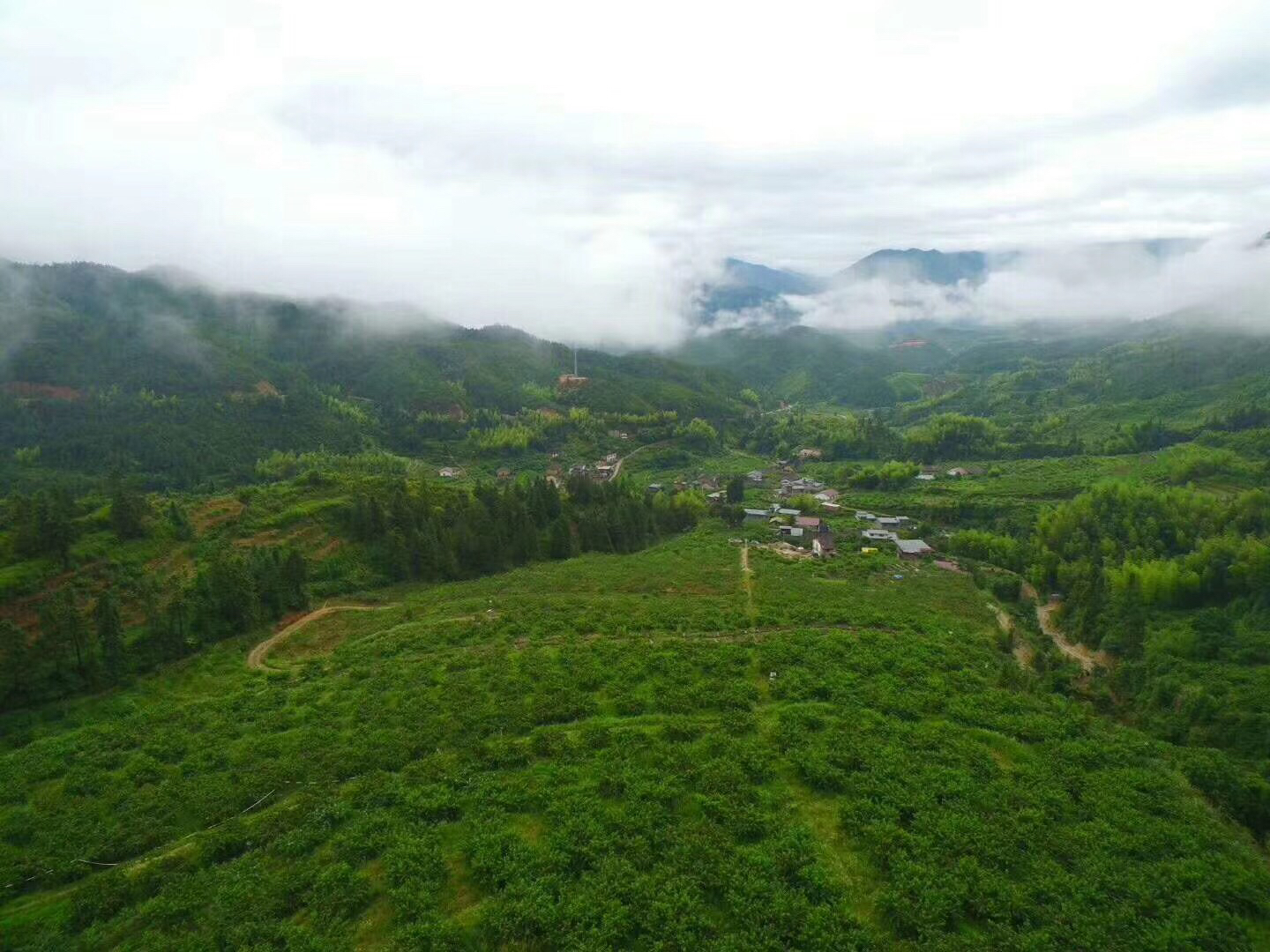 炎陵黄桃果园航拍全景