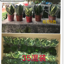 虎尾兰，吸收甲醛，净化空气，多肉，虎皮兰