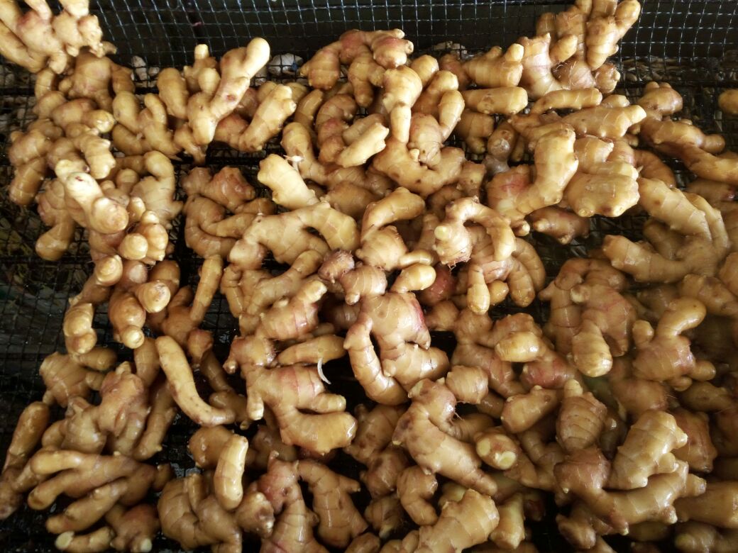 一碗热气腾腾的姜汤面，碗边有微微蒸腾的雾气，汤色呈淡黄色，表面浮着细碎的姜丝和葱花，面条整齐地卧在汤中，旁边摆放着一双木筷和一小碟咸菜