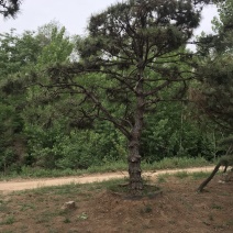 造型松