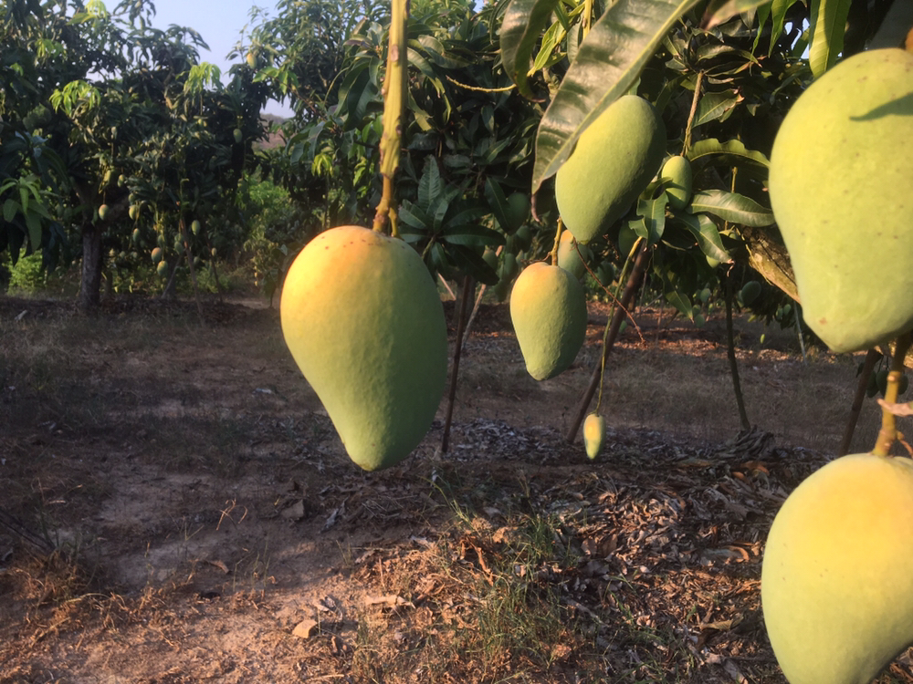 海南小台芒果园全景