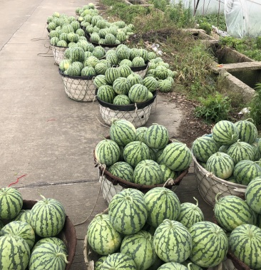 [8424西瓜批发]温岭8424价格1.50元/斤 - 一亩田