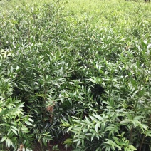 竹柏大小苗，多种规格，1234公分左右大量
