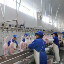 江阴盛源鸭厂白条鸭直销