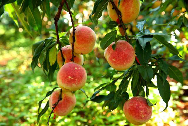 冬桃成熟果实特写