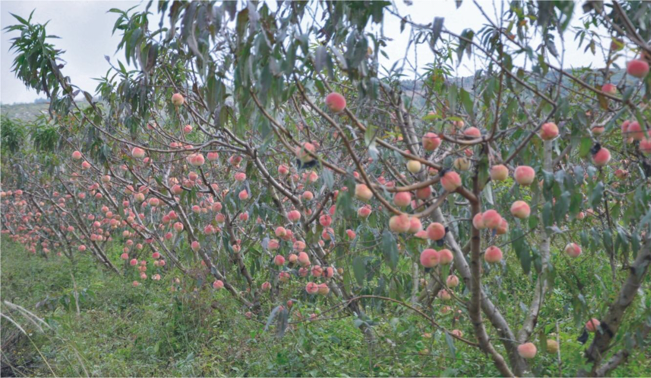 一片冬桃果园的远景照片,展示整齐排列的桃树和正在成熟的果实 冬桃果园