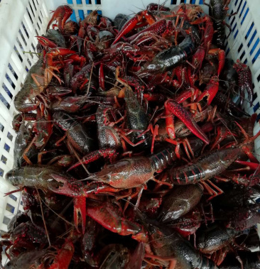 998湖北监利小龙虾