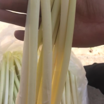 蒲菜