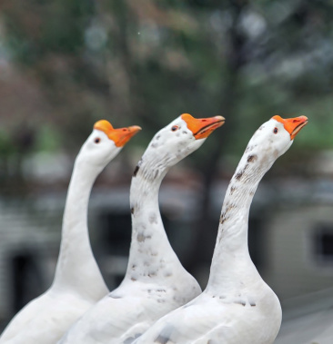大三花 朗德 狮头 霍尔多巴吉鹅