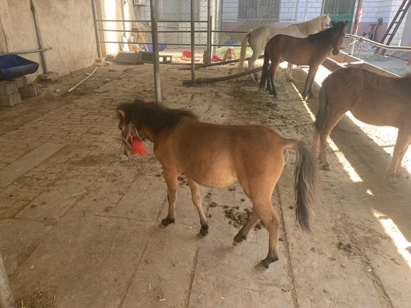 矮马在家庭庭院中