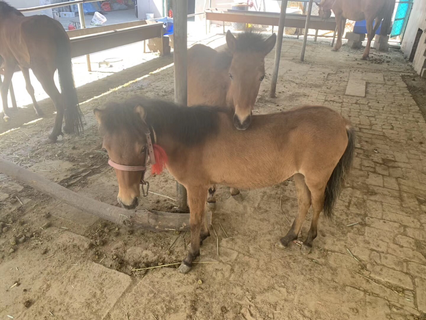 一匹棕色设特兰矮马拉着一辆木质小车，车上坐着两名儿童，行走在绿草如茵的乡村小路上