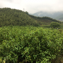 浙江省宁波市镇海区九龙湖镇杜夹岙茶叶山承包使用权流转