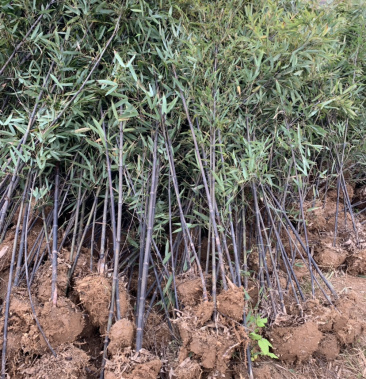 紫竹大量供应产地自产自销
