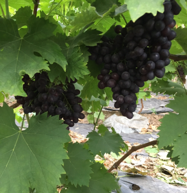 大棚巨峰葡萄已经成熟,口感好,甜度高