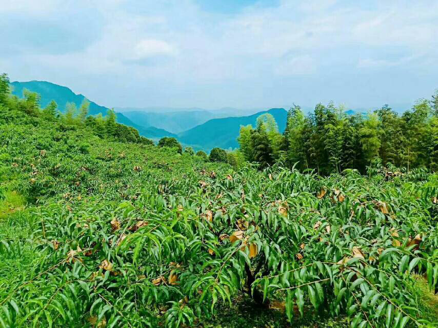 炎陵黄桃果园全景