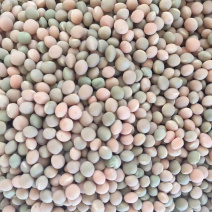 供应白箭舌豆小粉豆小白豆鸽粮小豌豆小白豌豆