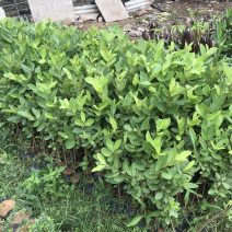 台湾少籽红宝石芭乐苗帝王芭乐苗珍珠番石榴苗