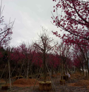 福建山樱花10公分以上袋苗老盆