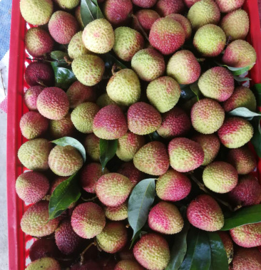 [荔枝批发]茂名电白荔枝价格6.80元/斤 - 一亩田
