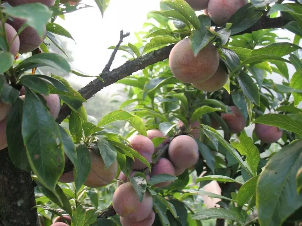 无人机航拍视角下的浙江嵊州桃形李种植园,连片的果树整齐排列,绿叶间挂满成熟或即将成熟的桃形李果实,部分果实在阳光照射下泛出红晕,园中有果农正在采摘作业,地面铺设反光膜以提升果实着色均匀度 嵊州桃形李果园航拍图