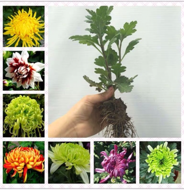 [菊花苗批发]菊花苗 菊花 龙爪菊 基地直销 提供发票价格0.