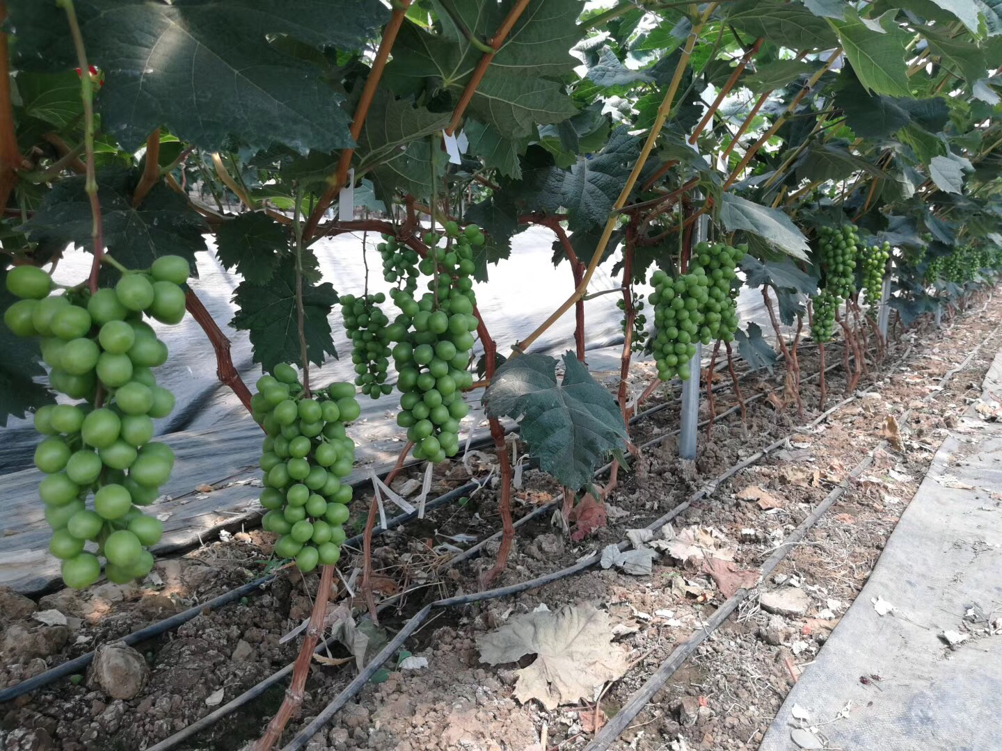 红提果园标准化种植场景