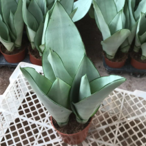 虎皮兰，白玉，黑砖，各种新品种，福建基地一手批发