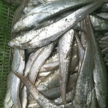 野生鲜刀鱼