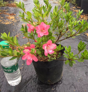 皋月五彩夏鹃日本七彩杜鹃花小叶杜鹃盆景盆栽树桩东洋杜鹃花