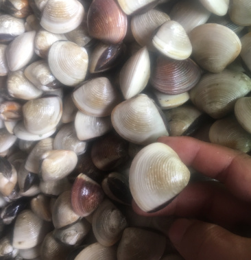 白螺北部湾海域特产