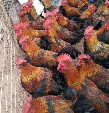 天露黑鸡苗 成活率高 全年供货