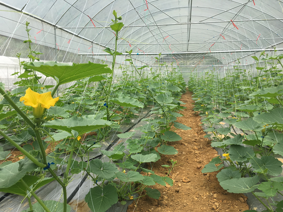 一片阳光明媚的秋季菜园,绿色藤蔓沿支架攀爬,藤上开着黄色花朵,数根长约40-50厘米的长南瓜悬挂在枝叶间,土壤湿润,远处可见农民正在采摘,体现生态种植的真实场景 农家菜园中的长南瓜藤蔓生长实景