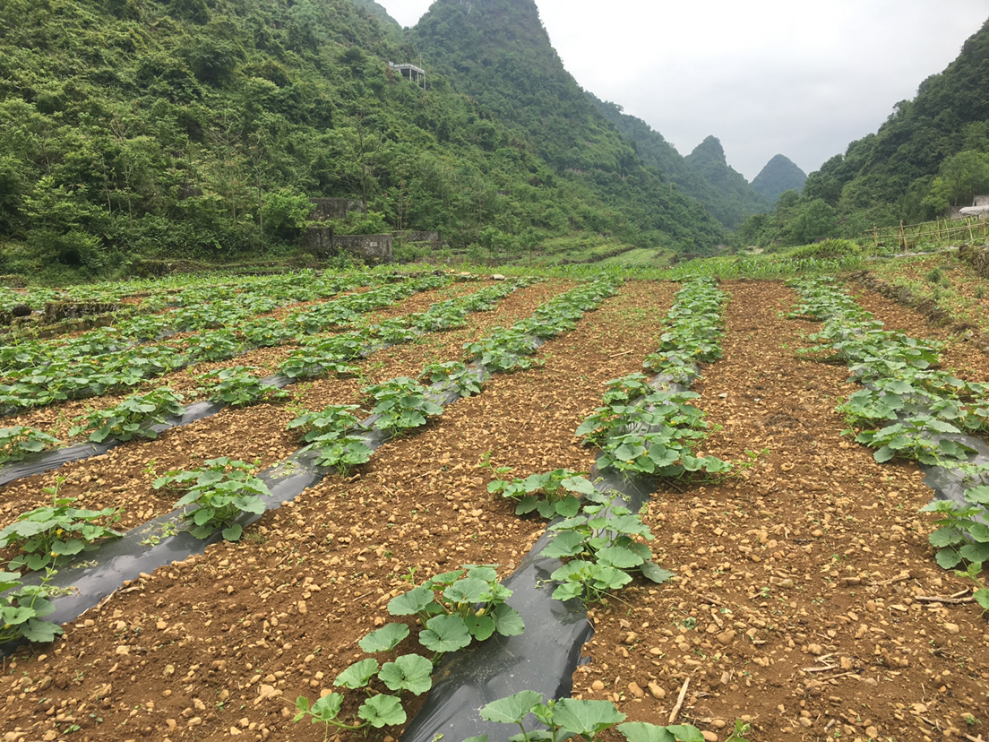云南建水县西庄镇板栗南瓜采收现场，农民在火山岩红壤梯田中采摘，果实堆放在竹编簸箕内，背景可见典型喀斯特地貌与梯田灌溉系统