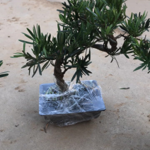 造型罗汉松盆景含盆包邮