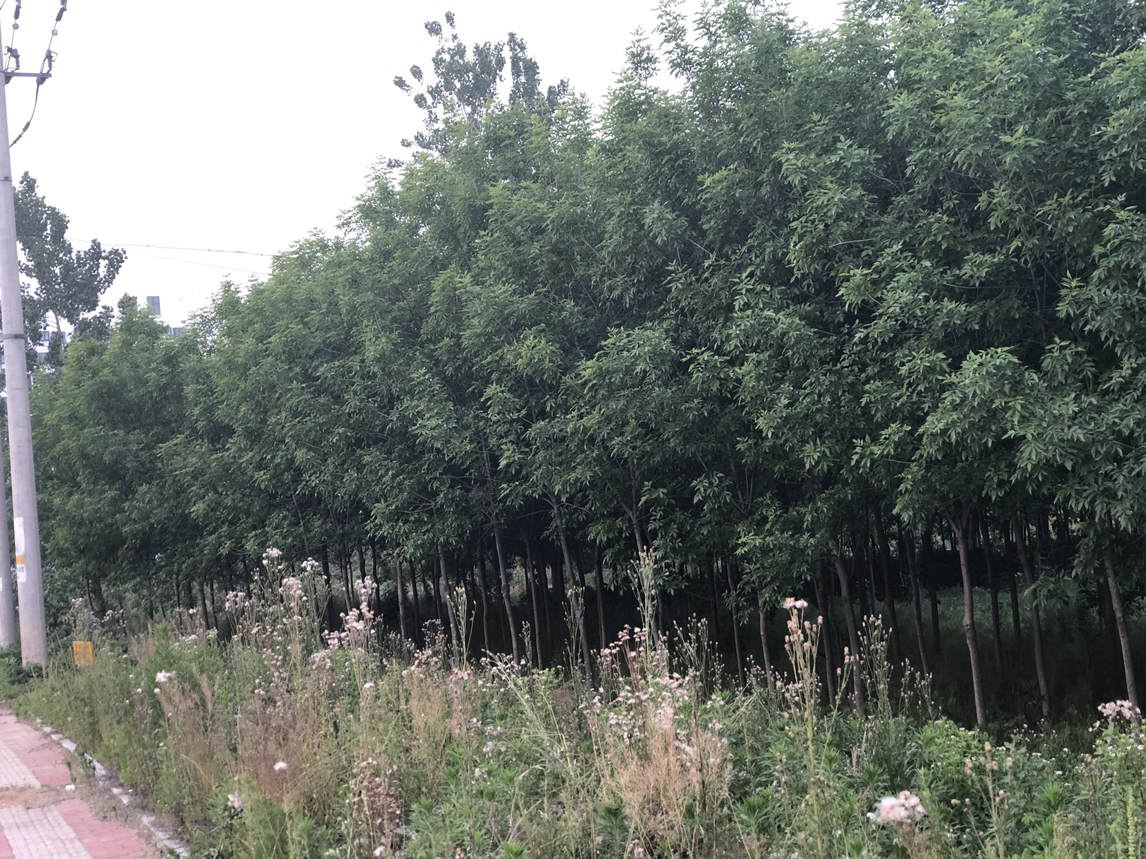 白梨树下的落叶景观