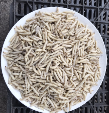 [竹虫批发]竹虫价格110.00元/斤 - 一亩田