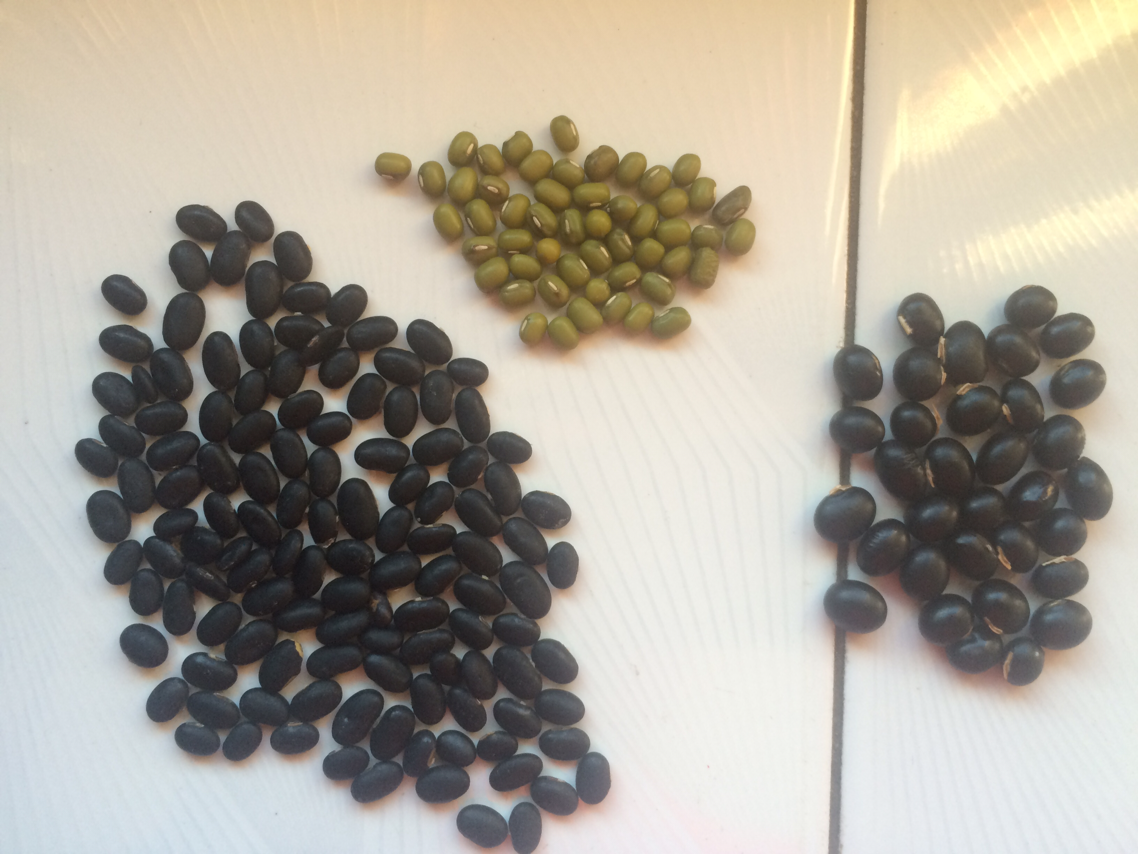 展示三种主要黑豆品种的外观对比,包括乌皮青仁、乌皮黄仁和黑皮绿仁黑豆 黑豆品种对比图