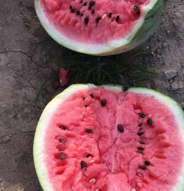 [西瓜批发]东台8424有籽西瓜价格2.00元/斤 - 一亩田