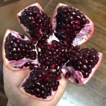 软籽番石榴苗软籽番石榴苗