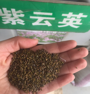 紫云英种子,籽粒苋,菊苣,狼尾草种子